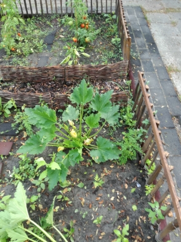 Óvodai kiskert kép