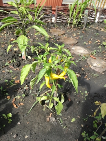 Óvodai kiskertben paprika
